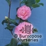 CAMELLIA 'Carter's Sunburst'  