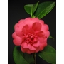 CAMELLIA 'Daikagura'  