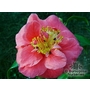 CAMELLIA 'Frans van Damme'  