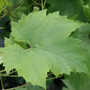 black outdoor grape