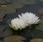 water lily