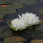 water lily