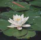 water lily