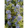 CARYOPTERIS x clandonensis 'Summer Sorbet' 