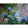CEANOTHUS 'Dark Star'  