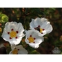 CISTUS x dansereaui 'Decumbens'  