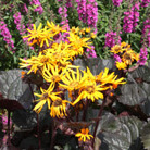 golden groundsel