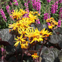 golden groundsel