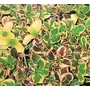 COPROSMA repens 'Painters Palette' 