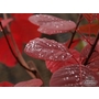 COTINUS coggygria 'Pink Champagne' 
