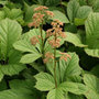 rodgersia