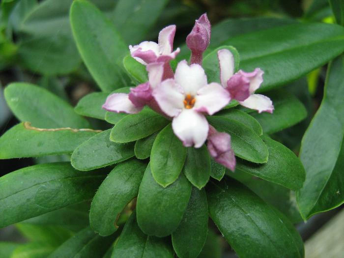 DAPHNE x napolitana  