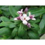 DAPHNE x napolitana  
