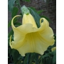 DATURA chlorantha  