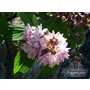 DEUTZIA hybrida 'Pink Pom Pom'  