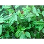 ELAEAGNUS x reflexa  