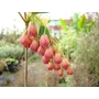 ENKIANTHUS campanulatus Albiflorus group 'Hollandia'