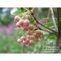 ENKIANTHUS campanulatus Albiflorus group 'Red Bells'