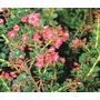 ESCALLONIA 'Pride of Donard'  