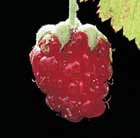 thornless loganberry
