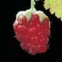 thornless loganberry