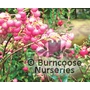 GAULTHERIA mucronata 'Lilacina' 