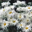 shasta daisy