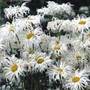 shasta daisy