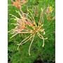 GREVILLEA x semperflorens  