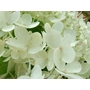 HYDRANGEA paniculata 'Burgundy Lace' 