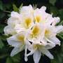 deciduous azalea