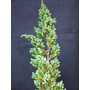 JUNIPERUS squamata 'Meyeri' 