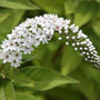 Chinese loosestrife