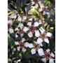 LEPTOSPERMUM lanigerum  