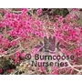 LEPTOSPERMUM scoparium 'Red Falls' 