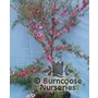 LEPTOSPERMUM scoparium 'Winter Cheer' 