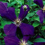 clematis (group 3)