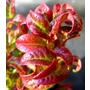 LEUCOTHOE axillaris 'Curly Red'  