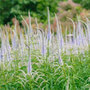 culver's root
