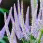 culver's root