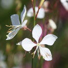 gaura
