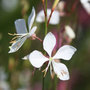 gaura