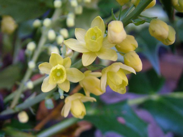 MAHONIA x media 'Buckland' 