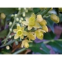 MAHONIA x media 'Buckland' 
