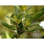 METROSIDEROS kermadecensis 'Radiance' 