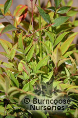 NANDINA domestica 'Gulf Stream' 