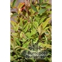 NANDINA domestica 'Gulf Stream' 