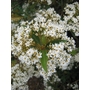 OLEARIA avicenniifolia  