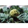 PAEONIA suffruticosa 'Green of Bean's' 
