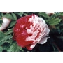 PAEONIA suffruticosa 'Senior and Junior Sisters Quiao' 